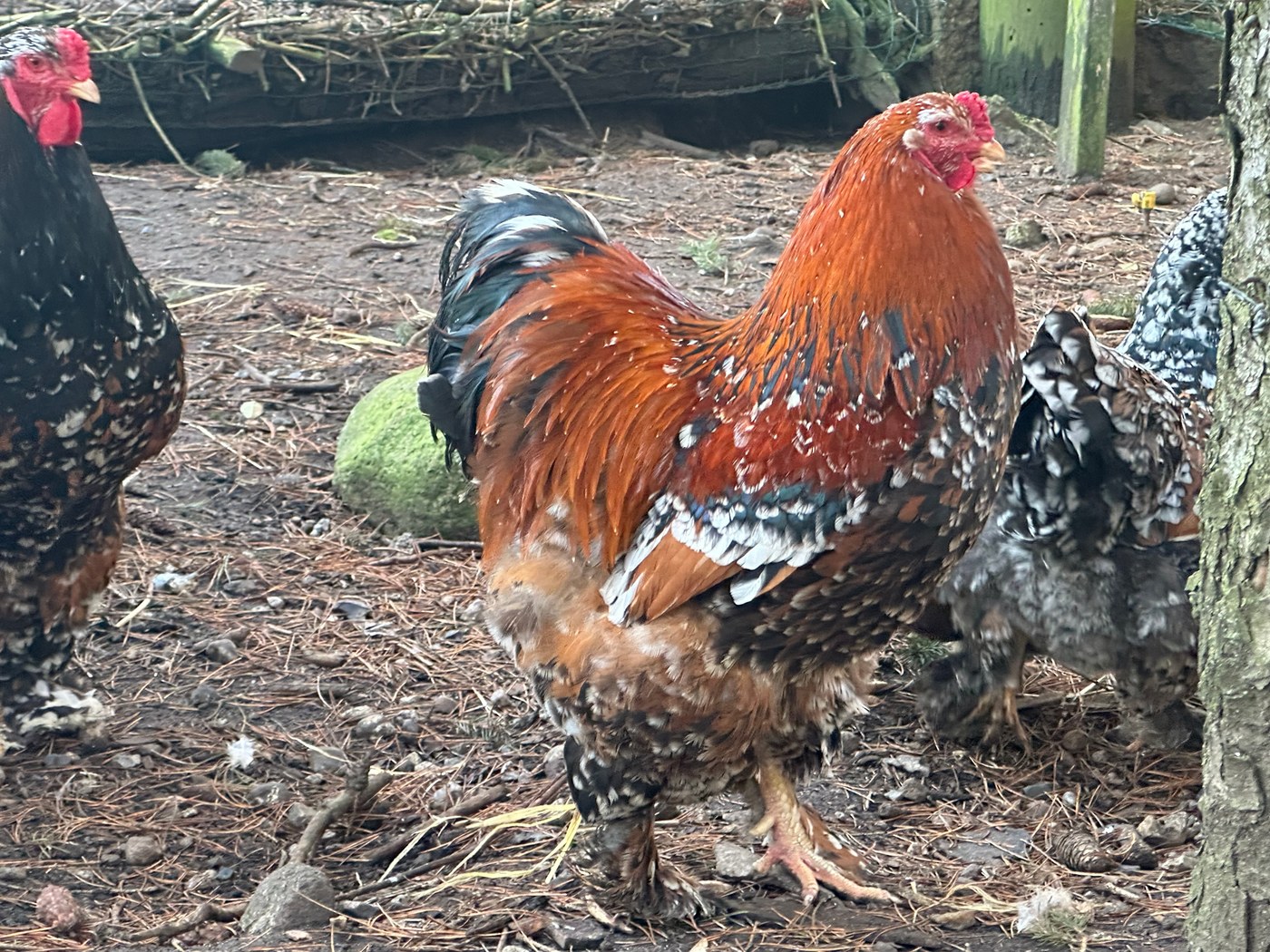 Porcelænsfarvet brahma