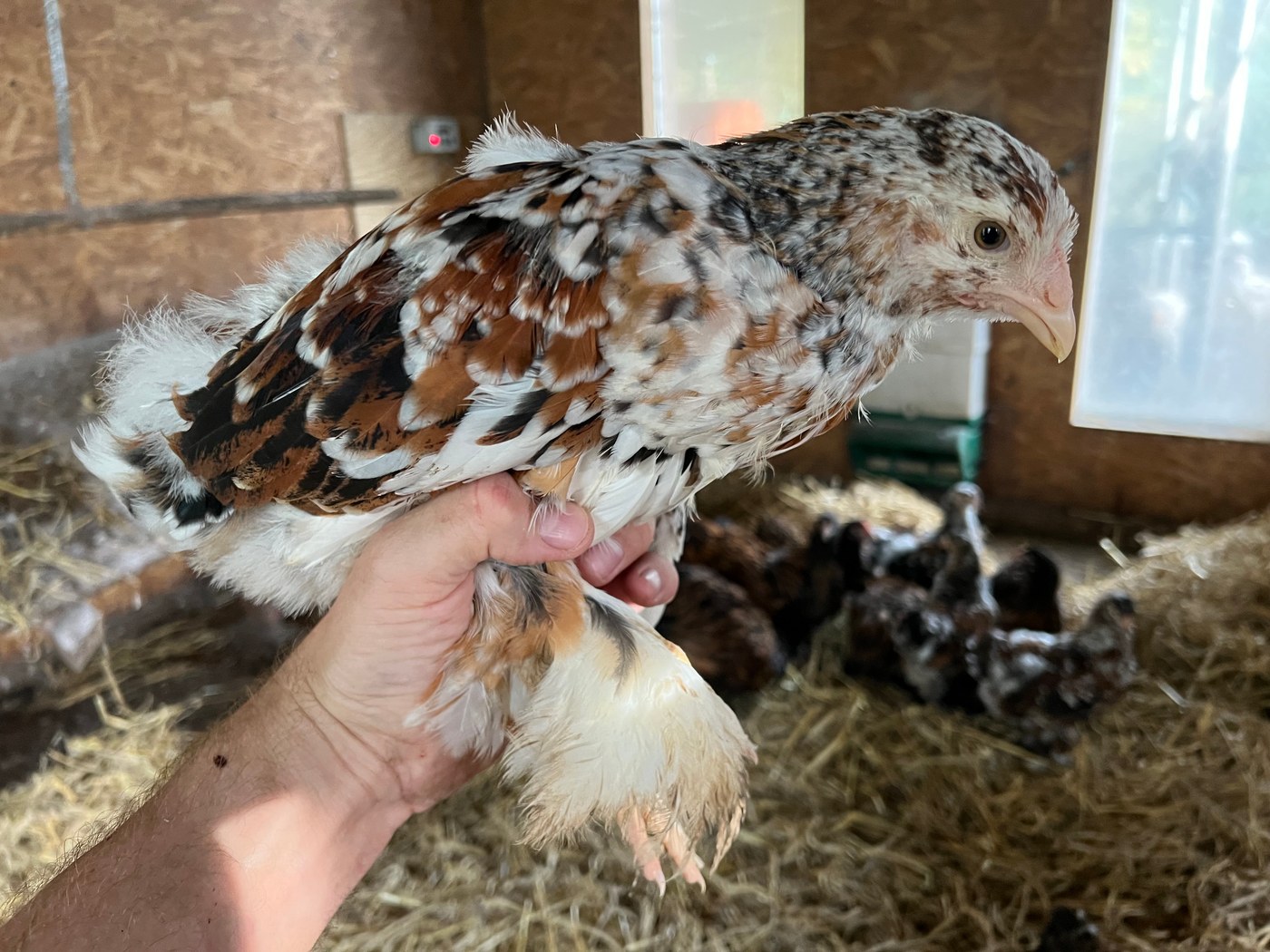 Porcelænsfarvet brahma – Ungdyr